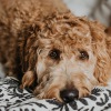 a dog lying on a bed looking