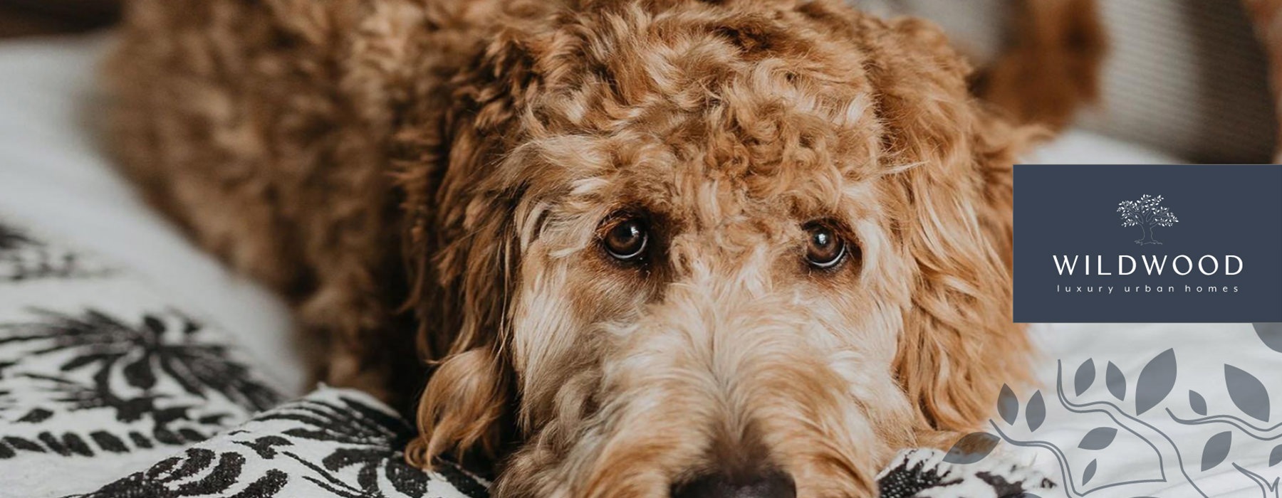 dog on bed looking